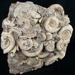 Tall Ammonite Cluster From Germany #8828-1